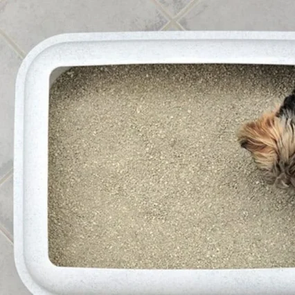 PawComfort Extra-Large Litter Tray for Dogs