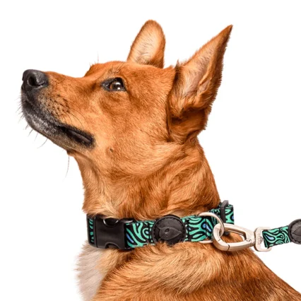 Dog Collar and Leash