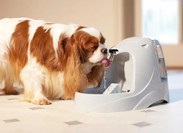 Dog Water Fountain