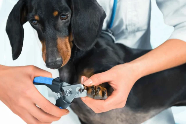 Dog Nails Clipper