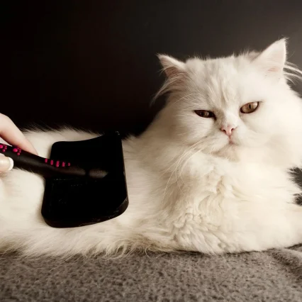 Button Black Brush for Cats