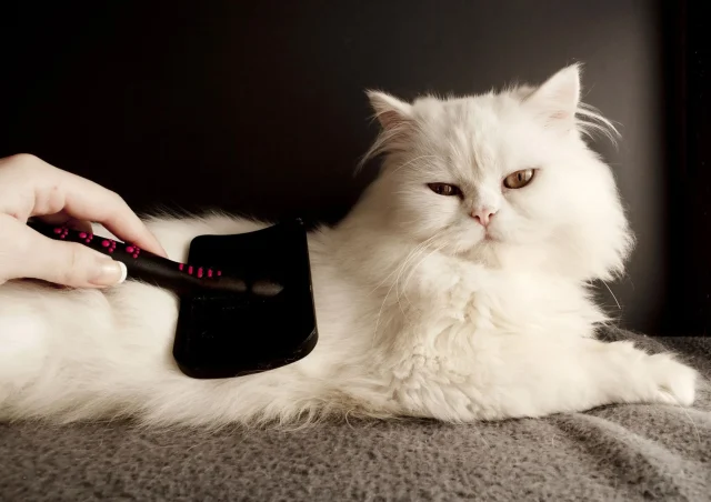 Button Black Brush for Cats